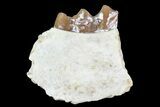 Oreodont (Leptauchenia) Jaw Section - South Dakota #73659-1